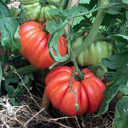 Ramoscello Altare
